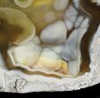 Unique, Agatized Fossil Coral Geode - Florida #57717-2